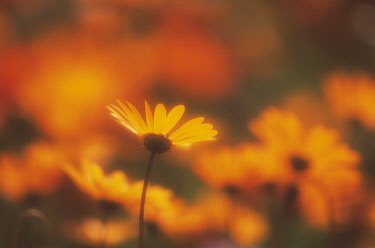 Daisy, Argyranthemum.