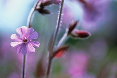 Campion, red, Silene dioica.