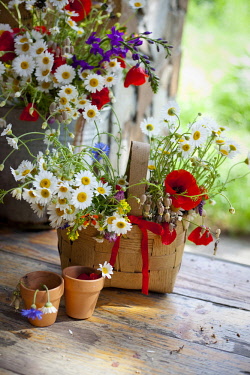 Daisy, Argyranthemum frutescens.