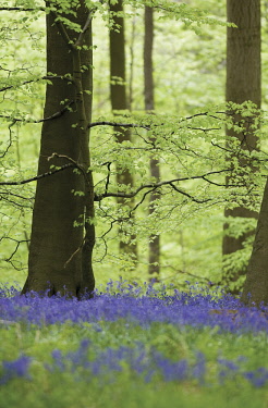 Bluebell Wood, Hyacinthoides non-scripta.