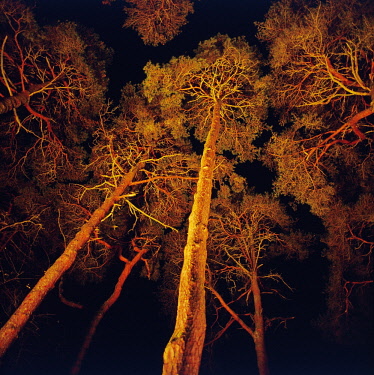Pine, Scots pine, Pinus sylvestris.