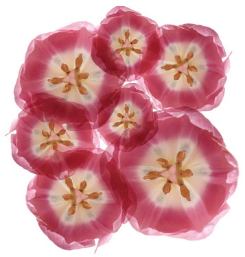 Tulip, Tulipa.