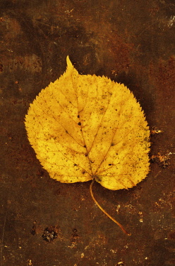 Lime tree, Tilia x europaea. Studio shot of yellow autumn leaf of Common lime or Linden tree lying on rusty metal sheet.