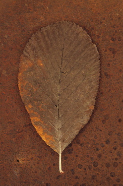 Whitebeam, Sorbus aria. Studio shot of brown autumn leaf of  lying on rusty metal sheet.