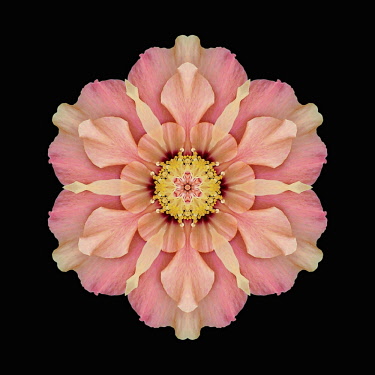 Flower Mandala, manipulated image created by multiplying section of plant into a complete geometric shape.