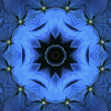 Flower Mandala, manipulated image created by multiplying section of plant into a complete geometric shape.