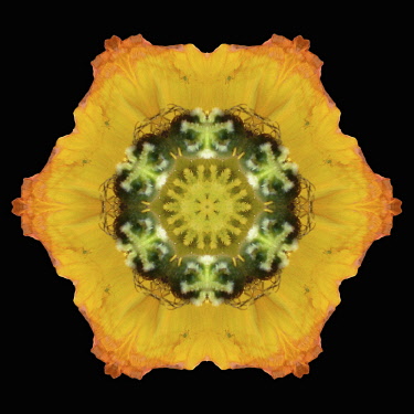 Flower Mandala, manipulated image created by multiplying section of plant into a complete geometric shape.