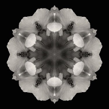 Flower Mandala, manipulated image created by multiplying section of plant into a complete geometric shape.