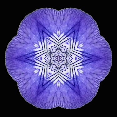 Flower Mandala, manipulated image created by multiplying section of plant into a complete geometric shape.