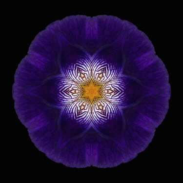 Flower Mandala, manipulated image created by multiplying section of plant into a complete geometric shape.