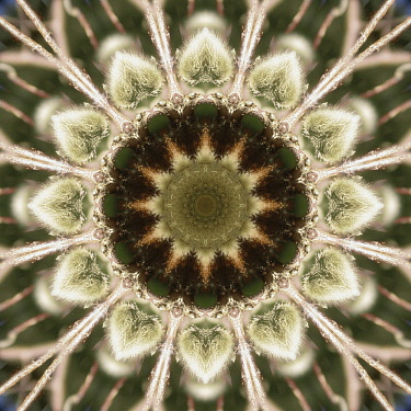Flower Mandala, manipulated image created by multiplying section of plant into a complete geometric shape.