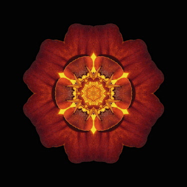Flower Mandala, manipulated image created by multiplying section of plant into a complete geometric shape.