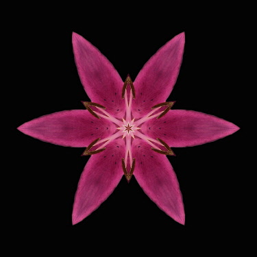 Flower Mandala, manipulated image created by multiplying section of plant into a complete geometric shape.