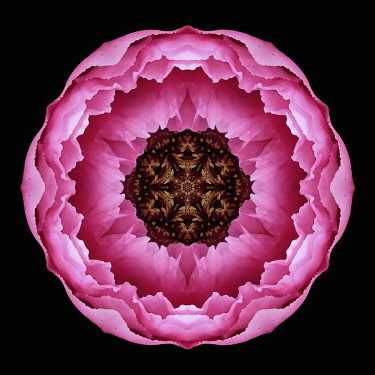 Flower Mandala, manipulated image created by multiplying section of plant into a complete geometric shape.