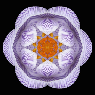 Flower Mandala, manipulated image created by multiplying section of plant into a complete geometric shape.