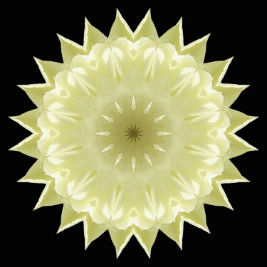 Flower Mandala, manipulated image created by multiplying section of plant into a complete geometric shape.