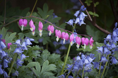 Bleeding heart, Lamprocapnos spectabilis, One stem of heart shaped flowers hanging gracefully above several stems of Spanish bluebell flowers, Hyacinthoides hispanica, Both are shade tolerant plants.