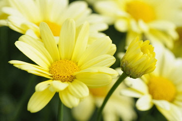 Argyranthemum, Argyranthemum 'cornish gold', Close up of yellow flowers showing stamen.
