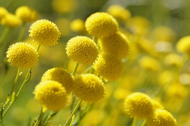 Cotton lavender, Santolina, Santolina chamaecyparissus, Bright yellow coloured globe shaped flowers growing outdoor.-