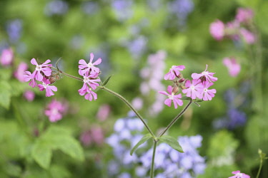 Campion, Red Campion, Silene dioica, Open flower heads against a light green background.