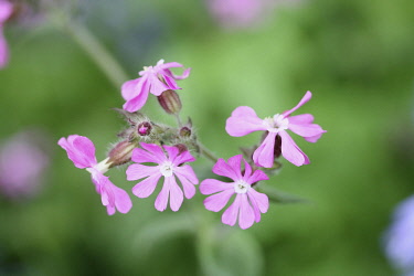 Campion, Red Campion, Silene dioica, Open flower heads against a light green background.