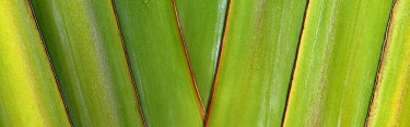 Close up of Traveller's Palm. Hawaii, The Big Island.