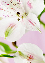 Peruvianlily, Alstroemeria.