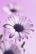 Osteospermum, Osteospermum 'Kalanga'.