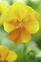 Pansy, Viola wittrockiana.