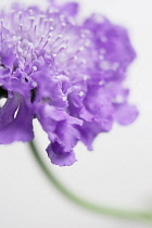 Scabious.