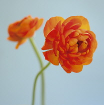 Ranunculus.