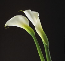 Lily, Arum lily, Calla lily, Arum.