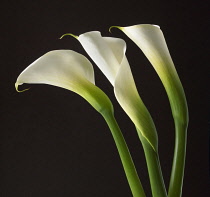 Lily, Arum lily, Calla lily, Arum.