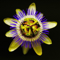Passion flower, Passiflora.