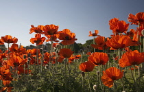 Poppy, Papaver.