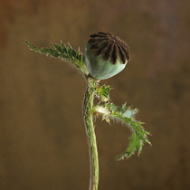 Poppy, Papaver.