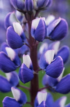 Lupin, Lupinus.