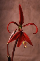 Jacobean Lily, Sprekelia formosissima.