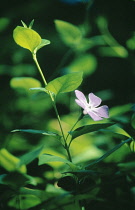 Periwinkle, Vinca minor.