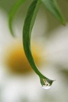 Daisy, Ox-eye daisy, Leucanthemum vulgare.