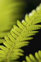 Fern, Tree fern, Dicksonia antarctica.