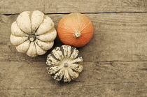 Squash, Cucurbita pepo.