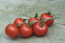 Tomato, Lycopersicon esculentum.