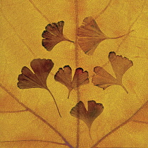 Maidenhairfern, Adiantum pedatum.