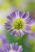 Aster, Aster 'Michaelmas daisy'.