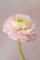 Ranunculus.