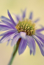 Aster, Aster 'Michaelmas daisy'.