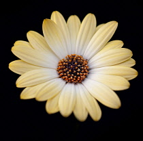 African Daisy, Arctosis.