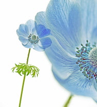 Anemone, Anemone coronaria.