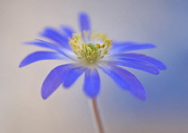 Anemone, Anemone blanda.